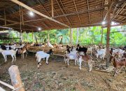 Inspektorat Sulbar Lakukan Monitoring Penyaluran Bantuan Kambing di Polman