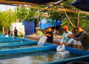 Bantuan Bibit Ikan Nila DKP Sulbar, Upaya Nyata Dukung Ekonomi dan Perangi Stunting