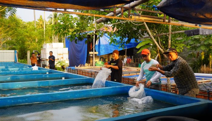 Bantuan Bibit Ikan Nila DKP Sulbar, Upaya Nyata Dukung Ekonomi dan Perangi Stunting   