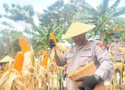 Kapolda Sulbar Hadiri Panen Raya Jagung Serentak, Dukung Swasembada Pangan 2025   