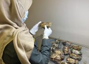 Tanpa Dokumen, Karantina Sulbar Tahan Kepiting Bakau di Pelabuhan Feri Simboro Mamuju