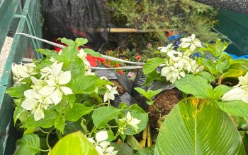 Tanpa Dokumen, Karantina Sulbar Gagalkan Pemasukan Ilegal Seribu Bibit Ilegal Tanaman Hias 