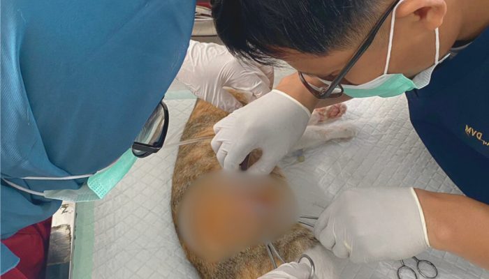 Steril Anabul untuk Kendalikan Populasi dan Cegah Penyakit di Sulawesi Barat