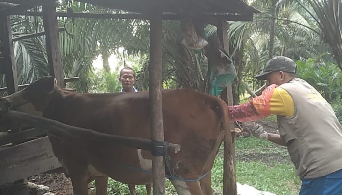 Pelayanan IB Tetap Berjalan Selama Bulan Ramadan di Sulawesi Barat