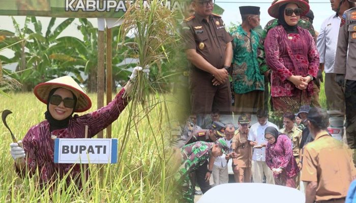 Pertanian Sebagai Sektor Unggulan Masih Menjadi Perhatian Serius Di Satu Tahun Kepemimpinan Tina-Yuki
