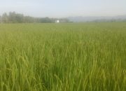 Pemeriksaan Fase Berbunga Padi Inpari 42 di Polman, Perkuat Komitmen Peningkatan Mutu Benih di Sulbar