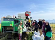 UPTD BBTPH Sulbar Mulai Panen Calon Benih Padi Inbrida Sawah di BBI Lantora, Targetkan 30 Ton Benih Berkualitas