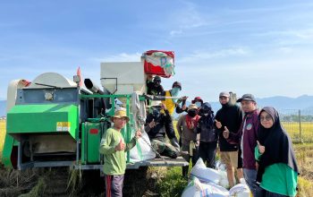 UPTD BBTPH Sulbar Mulai Panen Calon Benih Padi Inbrida Sawah di BBI Lantora, Targetkan 30 Ton Benih Berkualitas