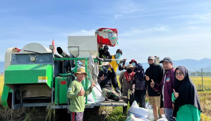 UPTD BBTPH Sulbar Mulai Panen Calon Benih Padi Inbrida Sawah di BBI Lantora, Targetkan 30 Ton Benih Berkualitas