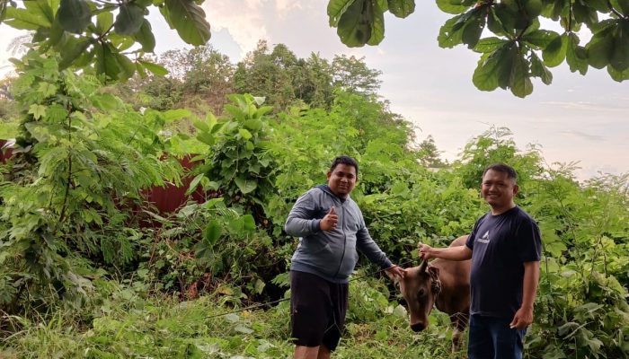 Jelang Hari Raya Idul Adha 1447 Hijriah, Pemkesra Sulbar Sudah Kumpulkan 17 Ekor Sapi