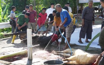 17 Sapi dan 33 Kambing Disembelih, Polda Sulbar Bagikan Daging Qurban untuk Personel dan Masyarakat   