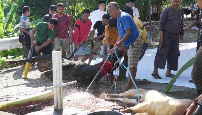 17 Sapi dan 33 Kambing Disembelih, Polda Sulbar Bagikan Daging Qurban untuk Personel dan Masyarakat   