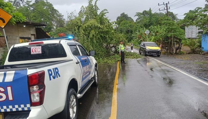 Aksi Cepat Sat PJR Ditlantas Polda Sulbar Evakuasi Pohon Tumbang di Jalur Poros Mamuju-Kalukku