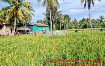 Cegah Penyebaran Tungro, DTPHP Sulbar Gelar Gerdal OPT pada Tanaman Padi Seluas 2 Hektare di Desa Bonda