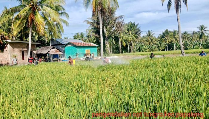 Cegah Penyebaran Tungro, DTPHP Sulbar Gelar Gerdal OPT pada Tanaman Padi Seluas 2 Hektare di Desa Bonda