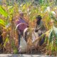 Semangat Ketahanan Pangan, Bhabinkamtibmas Polsek Banggae Panen Jagung Bersama Kelompok Tani Bunga Pussu   