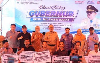 Pemprov Sulbar Salurkan 304 Kambing dan 2.200 Ayam Petelur ke Kelompok Tani Majene