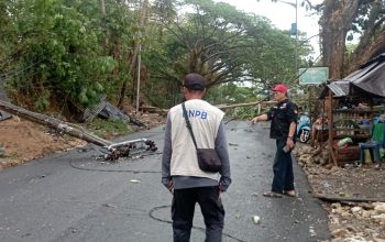 Hujan Intensitas Tinggi Disertai Angin Kencang di Mamuju, Pusdalops BPBD Sulbar Terima Informasi Pohon Tumbang di Dua Lokasi   